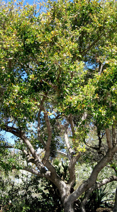 Photo of the Coast Live Oak Tree
