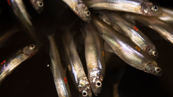 A close-up view of a group of smelt fish in the Sacramento-San Joaquin Delta
