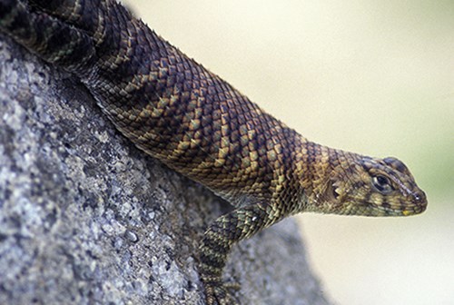 Grantite spiny lizard