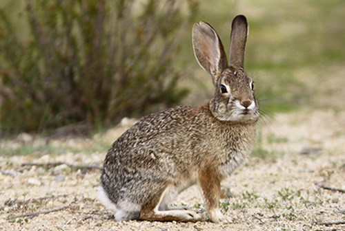  Audubon cottontail