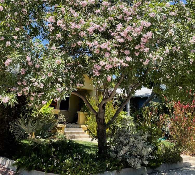 Photo of trees in front of a house.