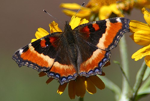 Mariposa de agravio de Milbert