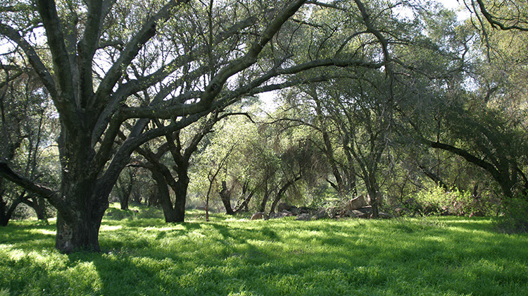 Coast Live Oak