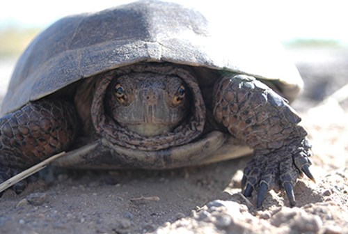 Tortuga del desierto