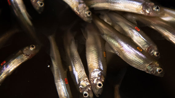 Delta to protect Delta smelt