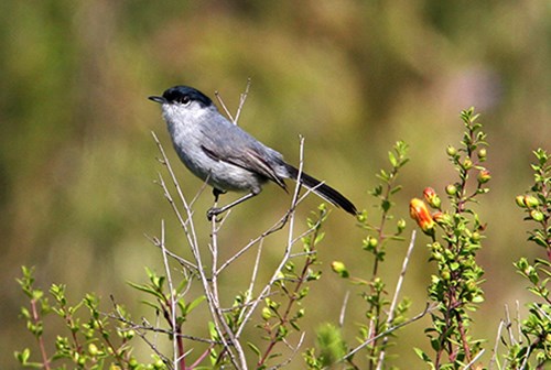 Gnatcatcher de California