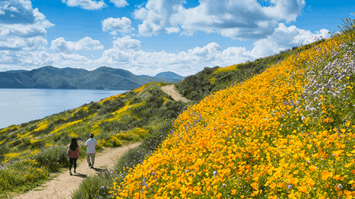 Flores silvestres amarillas florecen en la colina junto a una ruta de senderismo en el lago Diamond Valley