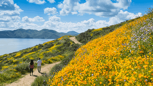 Yellow wildflowers bloom on the hill next to a hiking trail at Diamond Valley Lake