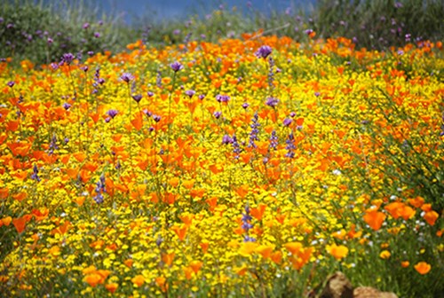 Campo de flores silvestres