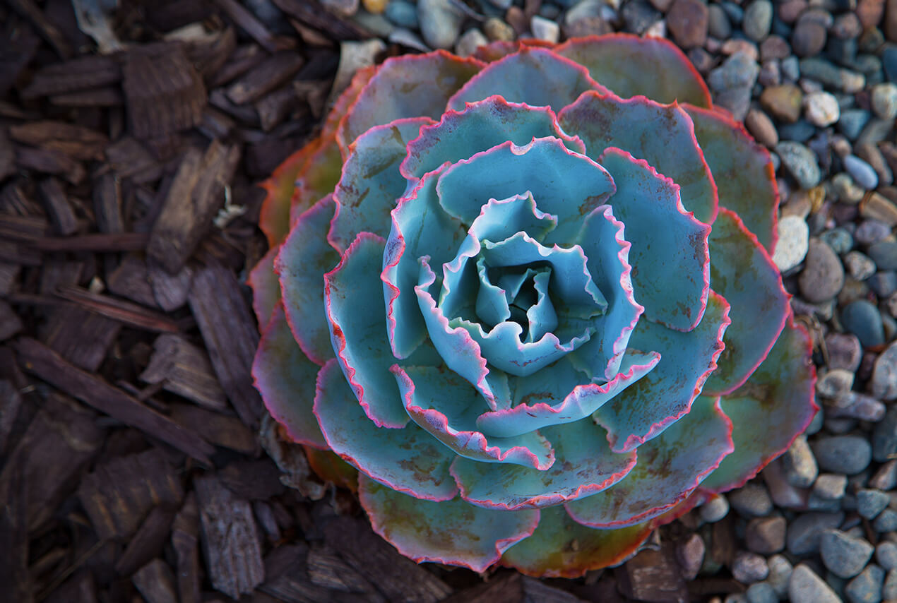 A circular succulent growing in rocky soil
