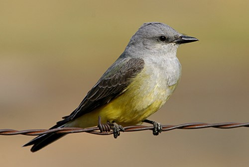 Kingbird occidental