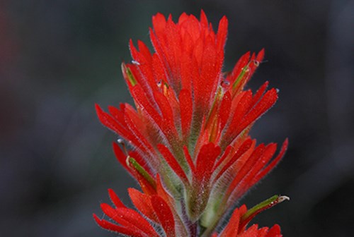 Indian Paintbrush