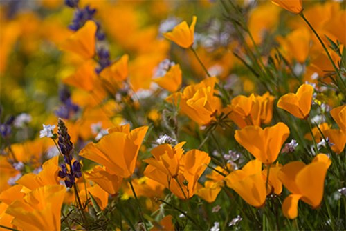 amapolas