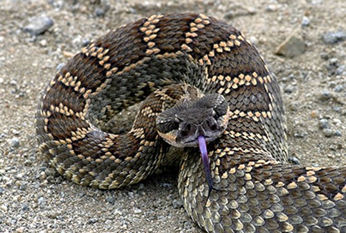 South Pacific rattlesnake