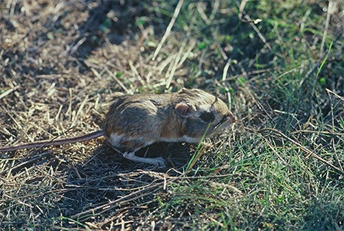 Rata canguro de Stephens