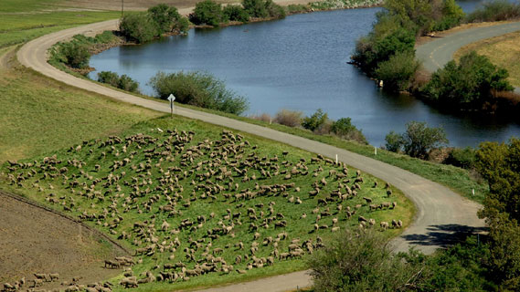 A heard of farm animals grazing next to the Sacramento-San Joaquin Delta