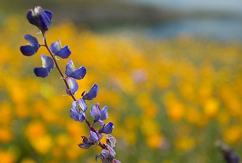 Arroyo Lupine