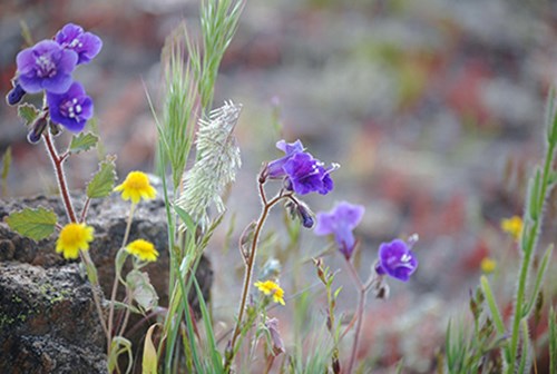 Wildflowers