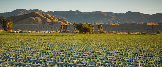 Crops growing in a field located below arid mountains